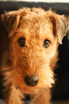 a small brown dog is looking at the camera