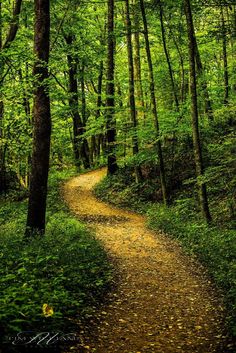 a path in the middle of a green forest