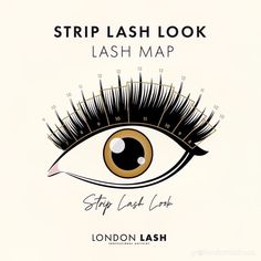 Strip Lash Map, Strip Lash Extensions Map, Eyelash Education, Eye Mapping, Lashes Mapping, Lash Manual, Lash Education, Types Of Eyelash Extensions