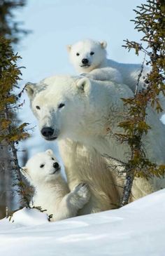 an adult polar bear with two cubs on its back in the snow near some trees