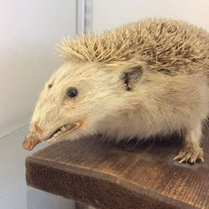 a hedgehog sitting on top of a wooden table