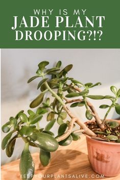 a potted plant with the words why is my jade plant dropping?