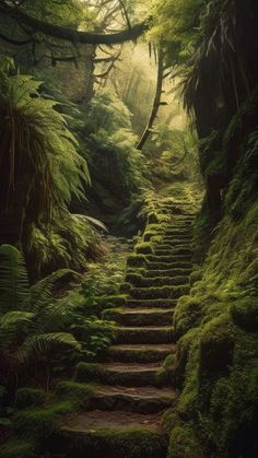 mossy steps lead up to the top of a hill in a forest with trees and ferns