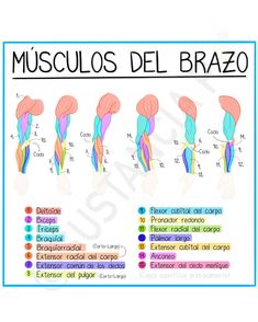 the muscles are labeled in spanish and english