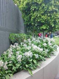 some white flowers and green leaves in a garden area next to a fence with people walking by