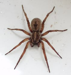 a large brown spider sitting on top of a white surface