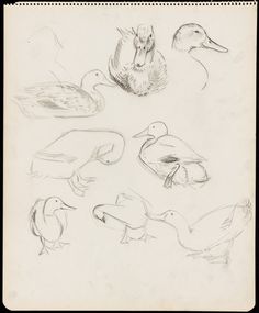 several different types of birds are shown in this sketching book, including one duck and two ducks