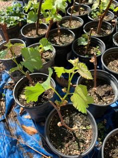 many potted plants with green leaves in them on a blue tarp covered ground