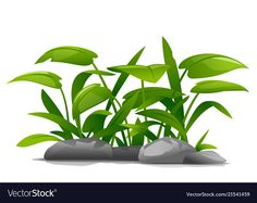 green plants and rocks on a white background