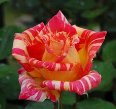 an orange and pink flower with green leaves