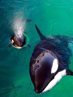 two orca whales swimming in the ocean