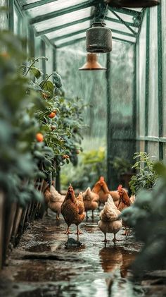 several chickens are walking in the rain inside a greenhouse with orange trees and potted plants