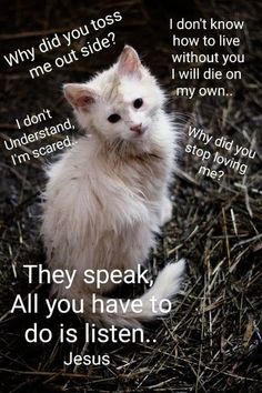 a white kitten sitting on top of dry grass next to a quote from the book, why did you toss me out side?