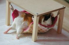 a small brown and white dog laying on top of a bed under a wooden table