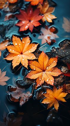 autumn leaves floating on top of water with drops of rain falling off the leaves in the background