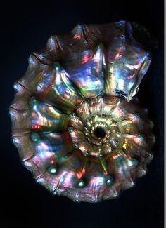 an image of a flower that looks like it is made out of glass and has iridescent colors