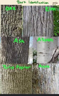 four different types of bark identification