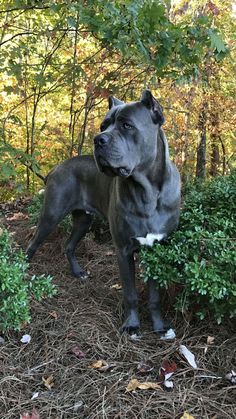 a large black dog standing on top of a grass covered field next to shrubbery