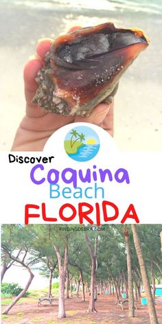 a person holding up a piece of food in front of the ocean and trees with text overlay that reads, coquina beach florida