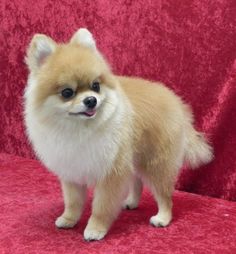 a small brown and white dog standing on top of a red couch