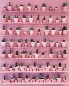 a pink shelf filled with lots of different kinds of cactus in potted plant pots