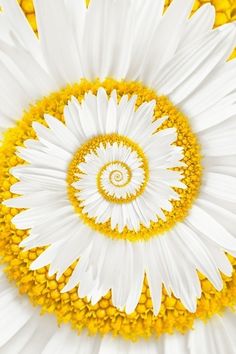 a white and yellow flower with a spiral in the center