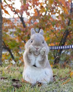 a rabbit is sitting in the grass with a knife