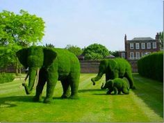 three elephants made out of bushes in the grass