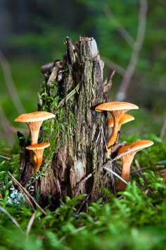 three mushrooms growing out of the bark of a tree stump in a green mossy forest