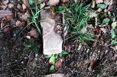 a rock and some plants on the ground