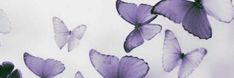 purple butterflies flying in the air with white background