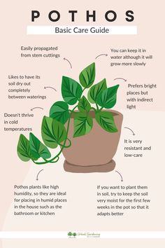 a potted plant with instructions on how to care for it and how to use it