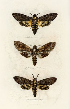 three moths are shown in different stages of their life cycle, including the wings and antennaes