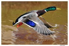 a duck is flying over the water with it's wings spread