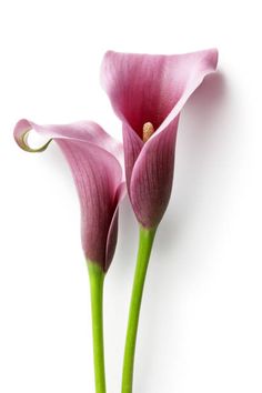 two pink flowers with green stems against a white background