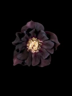 a black flower with yellow stamens in the center is lit up by a single light