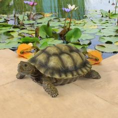 a turtle is sitting on the ground next to lily pads