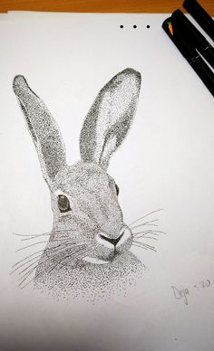 a pencil drawing of a rabbit's head