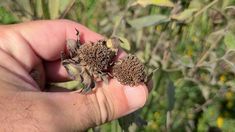 a hand is holding two small brown flowers