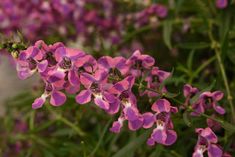 purple flowers are blooming in the garden