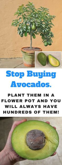 an avocado is being held up in front of a sign that says stop buying avocados plant them in a flower pot and you will always have hundreds of them