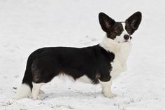 a black and white dog standing in the snow with its head turned to the side