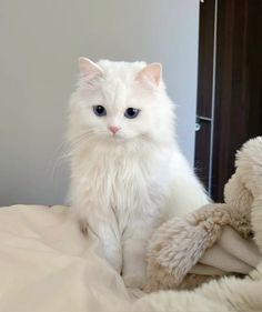 a white cat sitting on top of a bed next to a teddy bear