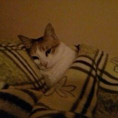 a cat laying on top of a bed under a blanket