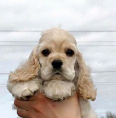 a person holding a puppy in their hand