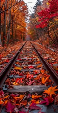 an old train track surrounded by autumn leaves