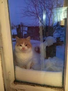 an orange and white cat sitting in a window sill covered in snow next to a tree