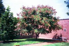 a tree in front of a brick building with green grass and trees around the perimeter