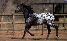 a black and white spotted horse galloping in an enclosure