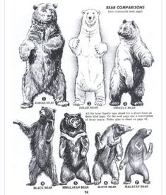 four bears are standing in different positions and their names appear to be bear compaions